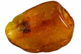 Detailed Fossil Fly (Diptera) & Spider (Aranea) In Baltic Amber #105481-4